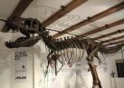 Купить скелет динозавра