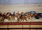 Фестиваль верблюдов в Абу-Даби