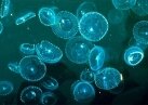 Медузы в водах Залива
