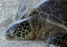 В ОАЭ от холода гибнут морские черепахи
