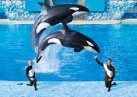Защитники животных выступают против строительства парка Sea World в Дубае