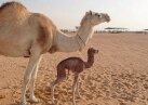 В ОАЭ клонированная верблюдица впервые произвела потомство