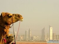 10 причин поехать в ОАЭ